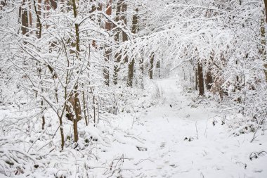 Karla kaplı güzel bir orman. Karlı ormanda yol