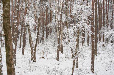 Güzel kış manzarası, ağaçlar ve karla kaplı tarlalar.
