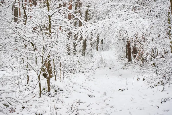 Karla kaplı güzel bir orman. Karlı ormanda yol
