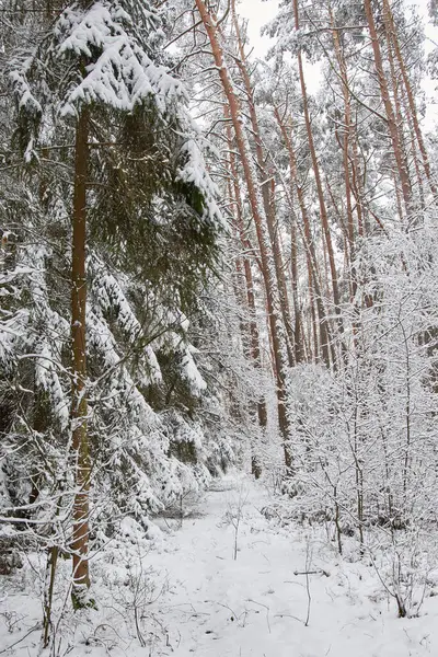 Beautiful forest covered with snow. Path in the snowy forest