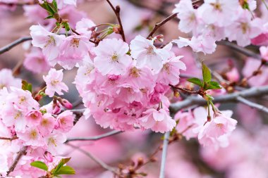 Pembe Sakura Kiraz Çiçeği