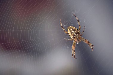 İnternette Avrupa bahçe örümceği (Araneus diadematus)).