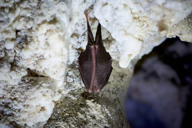 Mağarada asılı küçük at nalı yarasası (Rhinolophus hipposideros)