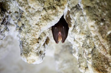Mağarada asılı küçük at nalı yarasası (Rhinolophus hipposideros)
