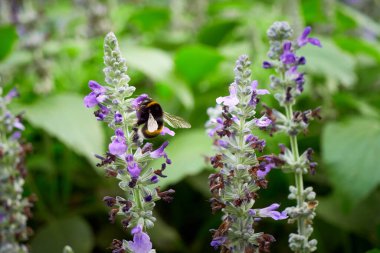 Bumblebee Salvia çiçeğinden nektar topluyor (Salvia officinalis )