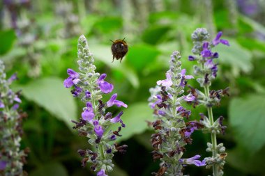 Bumblebee Salvia çiçeğinden nektar topluyor (Salvia officinalis )