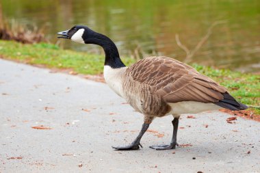 Canada Goose eating bread ( Branta Canadensis )