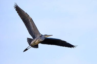 Uçan balıkçılkuşu (Ardea cinerea)