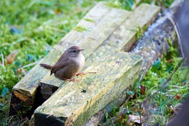 Bahçede Avrasya çalıkuşu (Troglodit trogloditleri)