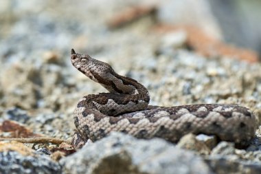 Burunlu Viper erkeği doğal yaşam alanında (Vipera ammoditleri)