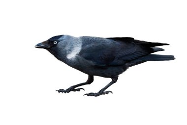 Beyaz zemin üzerinde yalıtılmış Batı karga kuşu (Corvus monedula )