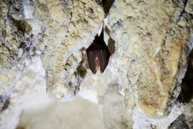 Mağarada asılı küçük at nalı yarasası (Rhinolophus hipposideros)