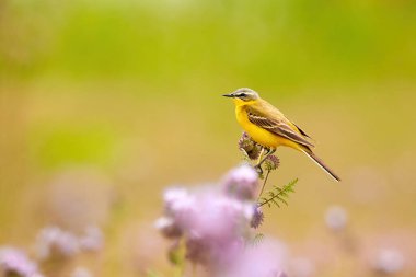 Lacy phacelia bitkisinin üzerinde oturan Batı Sarı Wagtail kuşu (Motacilla flava)