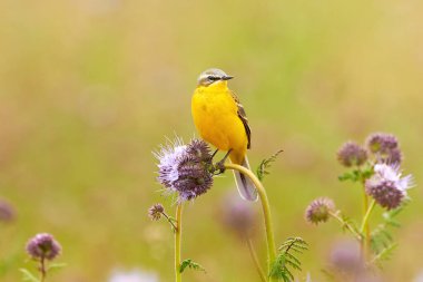 Lacy phacelia bitkisinin üzerinde oturan Batı Sarı Wagtail kuşu (Motacilla flava)