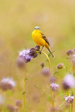 Lacy phacelia bitkisinin üzerinde oturan Batı Sarı Wagtail kuşu (Motacilla flava)