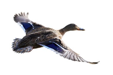 Mallard Erkek Ördeği beyaz arka planda izole edildi (Anas platyrhynchos )