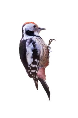 Orta benekli ağaçkakan beyaz arka planda izole (Dendrocoptes medius)