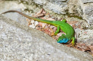 Avrupa yeşil kertenkele erkek kayanın üzerinde güneşleniyor (Lacerta viridis)