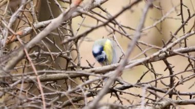 Eurasian blue tit bird preening feathers ( Cyanistes caeruleus )
