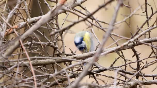 Eurasian Blue Tit Bird Preening Feathers Cyanistes Caeruleus — Stok video