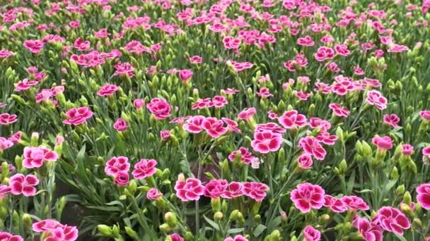 Dianthus Caryophyllus Różowe Kwiaty Powszechnie Znany Jako Goździk Lub Goździk — Wideo stockowe