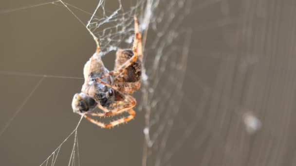 Europeisk Trädgårdsspindel Med Getingar Nätet Araneus Diadematus Kvinnlig Spindel Äter — Stockvideo