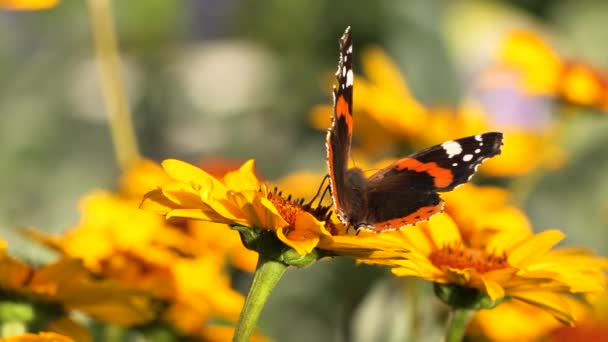 Roter Admiral Schmetterling Ernährt Sich Mit Blütennektar Vanessa Atalanta — Stockvideo