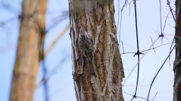 Eurazjatycki Pnącza Lub Wspólny Pnącza Ptaka Śpiew Wspinaczka Drzewo Certhia — Wideo stockowe
