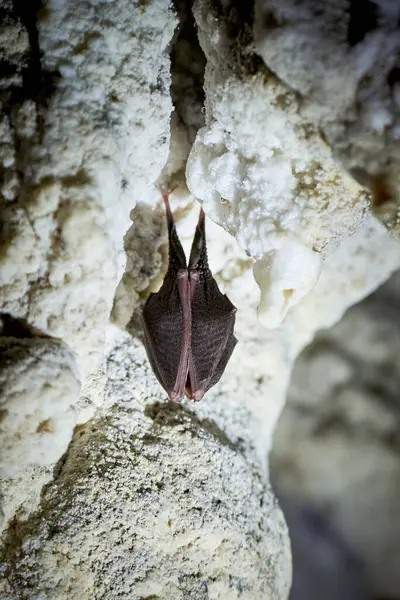 Mağarada asılı küçük at nalı yarasası (Rhinolophus hipposideros)