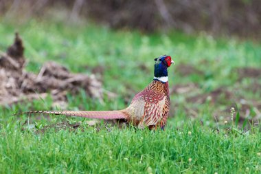 Doğal habitatta yaygın sülün erkek (Phasianus colchicus)