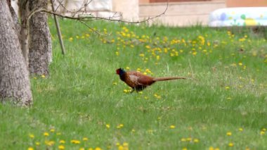Doğal habitatta yaygın sülün erkek (Phasianus colchicus)