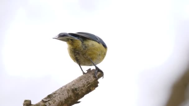 Eurasian Blue Tit Bird Singing Morning Cyanistes Caeruleus — Video