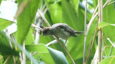 Avrasya siyah başlıklı yavru kuş (Sylvia atricapilla) 