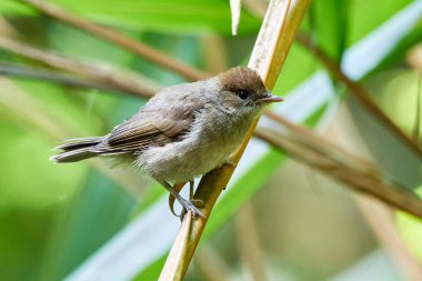 Avrasya siyah başlıklı yavru kuş (Sylvia atricapilla) 