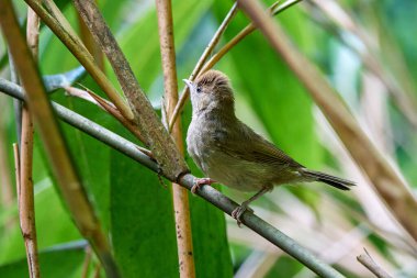 Avrasya siyah başlıklı yavru kuş (Sylvia atricapilla) 