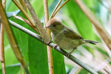 Avrasya siyah başlıklı yavru kuş (Sylvia atricapilla) 