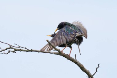 Sığırcık çiftleşmesi (Sturnus vulgaris). Erkek ve dişi kuşlar çiftleşiyor.