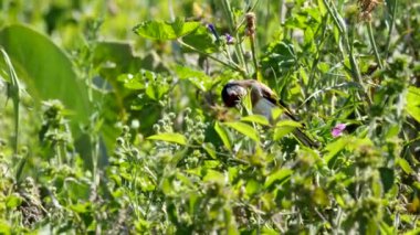 Avrupa ispinozu tohum yiyor (Carduelis carduelis)