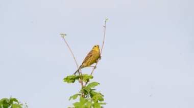 Akşamları öten sarı çekiç kuşu (Emberiza citrinella))
