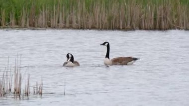 Kanada kaz tüyleri, yıkama ve kanat çırpma (Branta Canadensis )
