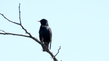 Sığırcık kuşu sabah öter (Sturnus vulgaris)