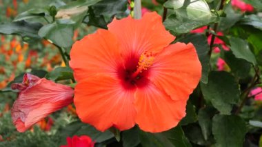 Hibiscus rosa-sinensis ayrıca Çin amber çiçeği bitkisi olarak da bilinir.