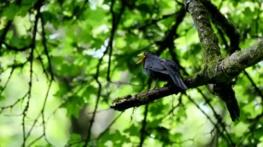 Ormanda yaygın karatavuk ötüşü (Turdus merula). 