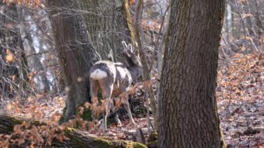 Ormanda Roe geyiği erkek (Capreolus capreolus). Avrupa yumurtası