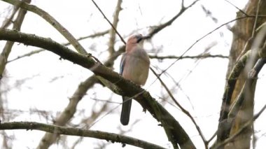 Bir dalda oturan Avrasya kuşu (Garrulus glandarius)