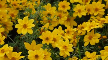 Güzel çiçekli (Goldmarie) ferulifolia bitkisi. Daisy ailesi