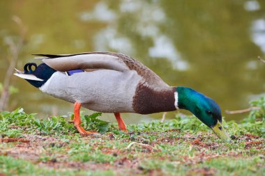Mallard Erkek Ördeği (Anas platyrhynchos )