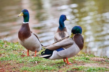 Mallard Erkek Ördekleri (Anas platyrhynchos )