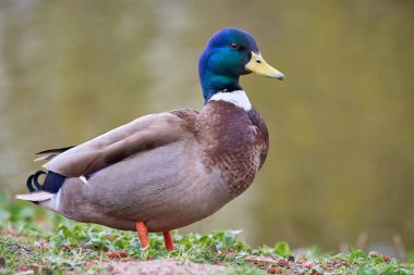 Mallard Erkek Ördeği (Anas platyrhynchos )