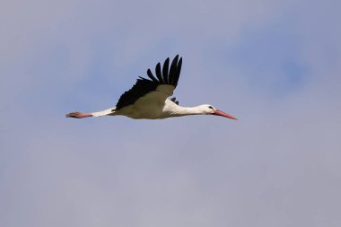 Uçan beyaz leylek (Ciconia ciconia). Kuş uçuyor.